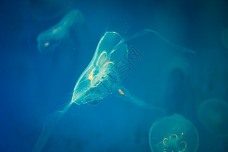 蓝色背景的海月水母图片