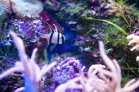 惊人的珊瑚礁水族馆时刻图片