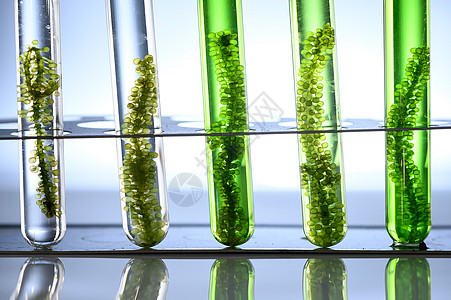 浮游植物海藻科学实验实验室研究中的应用背景