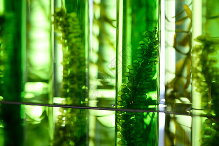 浮游植物海藻科学实验实验室研究中的应用背景
