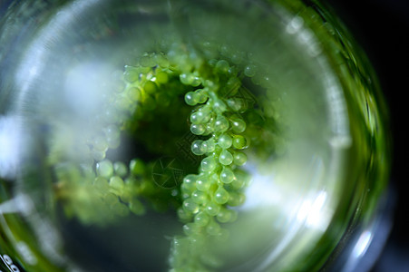 海藻研究,生物燃料工业科学,可持续背景图片