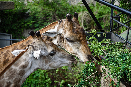 长颈鹿头长颈鹿正吃人类喂养的食物背景