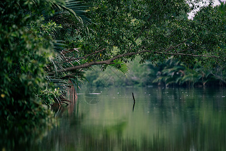 热带森林与河流,红树林图片