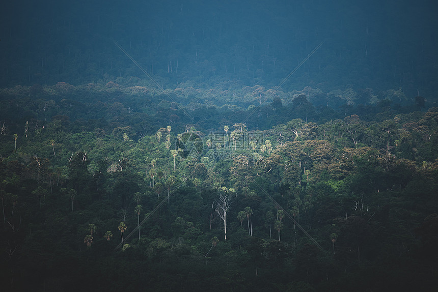 泰国深热带雨林图片