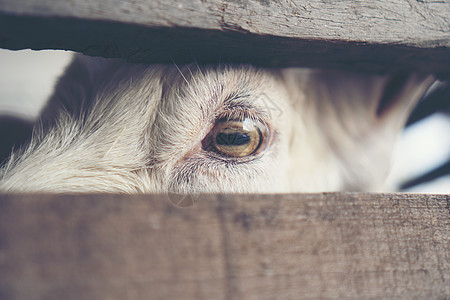 山羊的眼睛,动物交流的眼睛图片