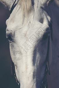 美丽的白马长长的鬃毛肖像图片