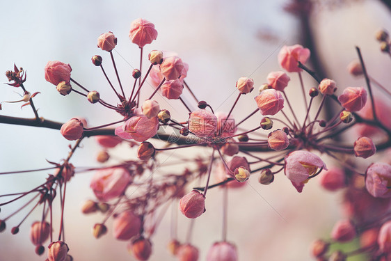 粉红色决明花与蓝天,粉红色的花图片