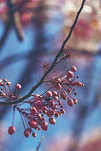 粉红色决明花与蓝天,粉红色的花图片