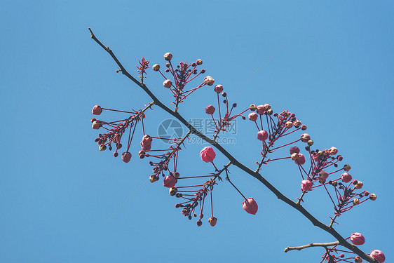 粉红色决明花与蓝天,粉红色的花图片