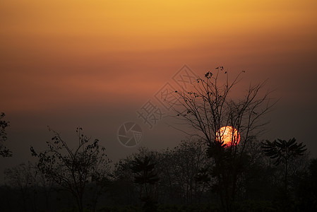 日落树上,景观户外田野图片