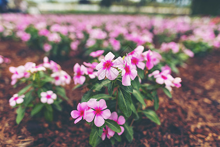 花园里的花,热带公园图片