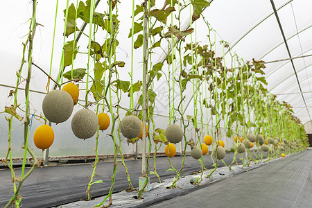 温室西瓜栽培农业产业图片