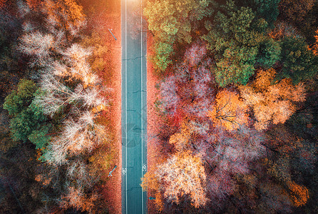 日落时美丽的秋林道路鸟瞰图片