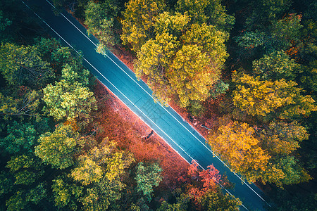 日落时美丽的秋林中的道路鸟瞰五颜六色的景观与空旷的沥青道路,树木与红色叶子公园的高速公路的风景自然图片