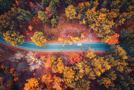 日落时美丽的秋林中的道路鸟瞰五颜六色的景观,空路,树上红色黄色橙色的叶子高速公路的顶部视图秋天的颜色图片