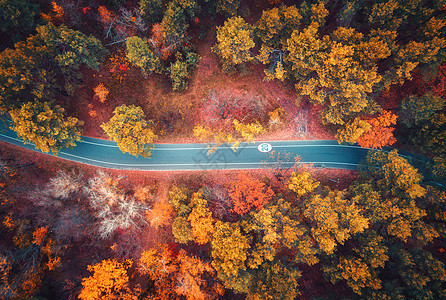 日落时美丽的秋林中的道路鸟瞰五颜六色的景观,空路,树上红色黄色橙色的叶子高速公路的顶部视图秋天的颜色背景图片