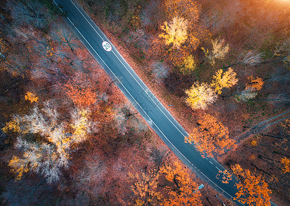 日落时美丽的秋林中的道路鸟瞰五颜六色的景观与空旷的乡村道路,树木与红色,黄色橙色的叶子高速公路的顶部视图秋天的颜色背景图片