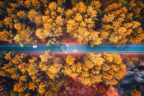 日落时美丽的秋林中的道路鸟瞰五颜六色的景观与空旷的乡村道路,树木与红色,黄色橙色的叶子公路的风景秋天的颜色图片