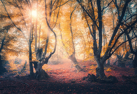 秋天日出时雾中的仙女森林阳光的神奇树木五颜六色的梦幻景观,雾蒙蒙的森林,金色的阳光,红色橙色的叶子薄雾丽的魔图片