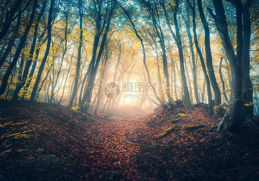 秋天日出时雾丽森林的小径五颜六色的景观与迷人的树木与橙色红色的叶子风景与小径梦幻的雾林秋天的颜色十月自图片