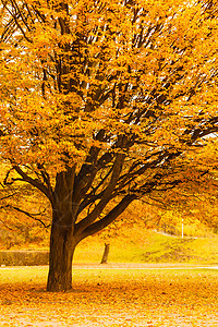 自然户外风景树叶秋天的树公园覆盖着金色的秋叶秋天的树图片