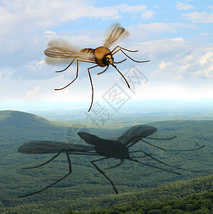 蚊子的危险惧蚊子户外传播害感染的风险,如疟疾寨卡病,如种昆虫,荒野中投下巨大的阴影,如3D插图风格的露营风险图片