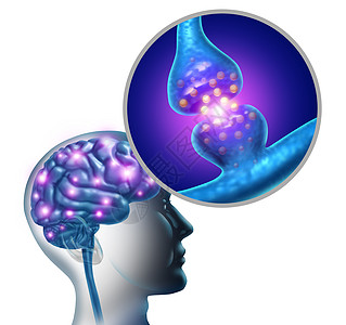 脑神经细胞突触神经元功能解剖发送电信号神经学心理科学图与记忆神经系统相关的三维插图元素背景图片