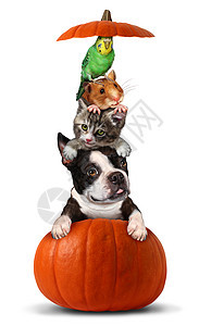 万节宠物南瓜上垂直的宠物,如狗猫鸟仓鼠,坐个带3D插图元素的橙色葫芦上图片