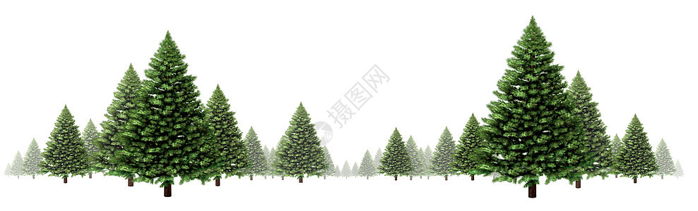 常青树松树水平冬季边界与绿色诞树的白色背景,节日的森林元素,包括新个3D插图图片