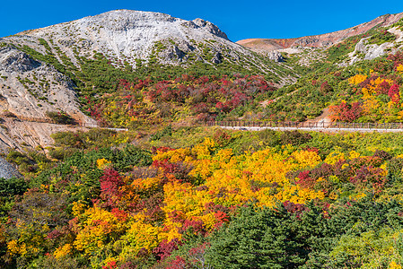 秋落叶山福岛东北山图片