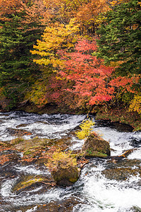 秋落林与溪流水至玉祖瀑布与浙江湖背景,日本日子图片