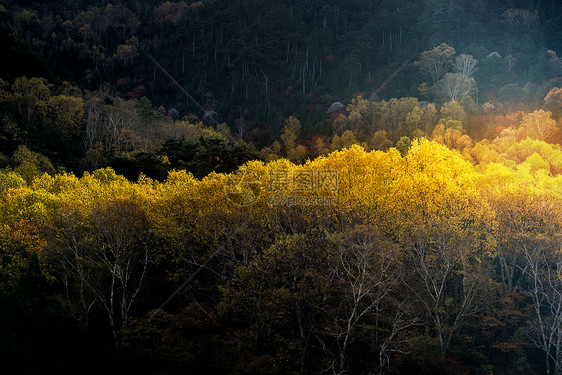 秋日的阳光,森林林地的树木清晨日出的日本日子图片