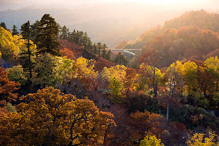 日落红叶秋秋季节的森林沃德兰秋田日本东北图片