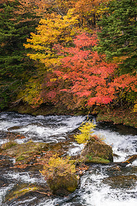 秋落林与溪流水至玉祖瀑布与浙江湖背景,日本日子图片