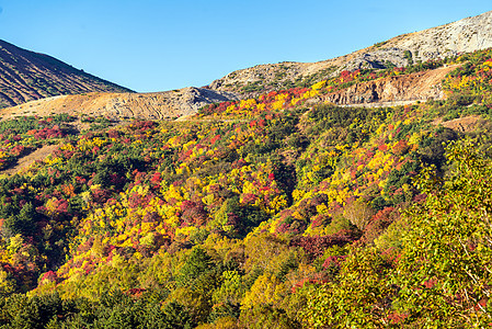 秋落叶山岱山福岛东北日本图片