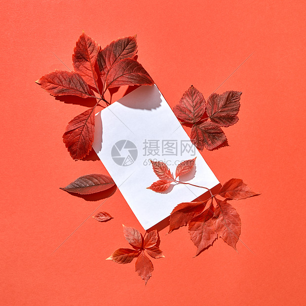 节日手工秋季成的空白卡红色树叶珊瑚背景平躺用红叶白纸问候秋卡高清图片下载 正版图片 摄图网 节日手工秋季成的空白卡红色树叶珊瑚背景平躺用红叶白纸问候秋卡高清图片下载 正版图片 摄图网