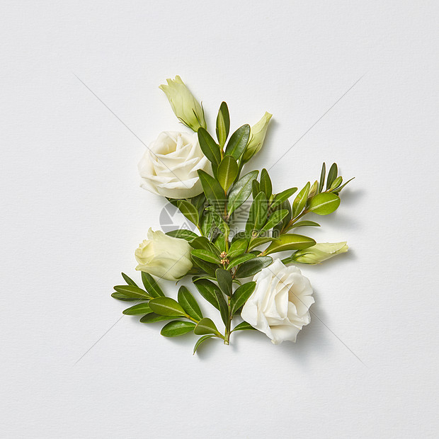 浪漫的构图红木常绿枝条与玫瑰花浅灰色背景与平躺情人节贺卡贺卡美丽的白色玫瑰与常青枝高清图片下载 正版图片 摄图网 浪漫的构图红木常绿枝条与玫瑰花浅灰色背景与平躺情人节贺卡贺卡美丽的白色玫瑰与常青枝高清图片下载 正版图片 摄图网