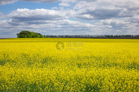 乡村景观与明亮的黄色油菜籽田多云的蓝天的背景下用油菜籽植物油供人类消费饲料生物柴油的多云天空下油菜黄色植物的图片