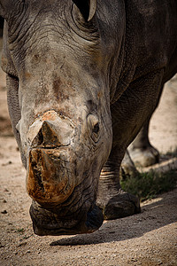 北部白犀牛与南部白犀牛,肯尼亚图片