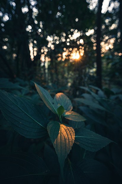 日落时森林中的绿叶,自然图片