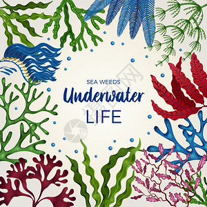 水下生活彩色装饰方形框架封用棕色绿色红藻海藻平矢量插图图片