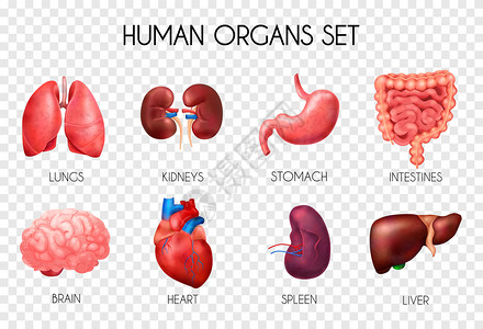 真实的人体内脏透明图标肺肾胃肠脑心脾肝描述矢量插图图片