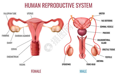 真实的套男女人类生殖系统与标记部分白色背景孤立矢量插图图片
