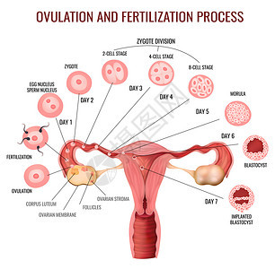 女生殖系统排卵受精过程阶段的白色背景现实向量插图图片