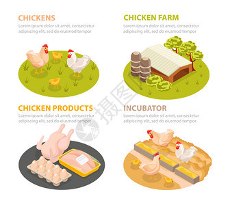 鸡场等距4x1圆圈成与家禽产品农场场景与可编辑文本矢量插图背景图片