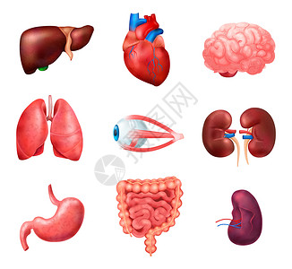 现实的人体内脏解剖图标肺心肝肾脑眼脾肠矢量插图背景图片