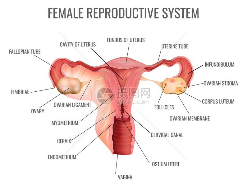女生殖系统及其主要部分白底写实矢量图上图片