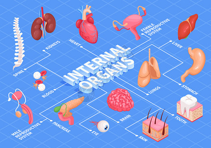 人体器官流程图与心肝肾脏等距矢量图图片