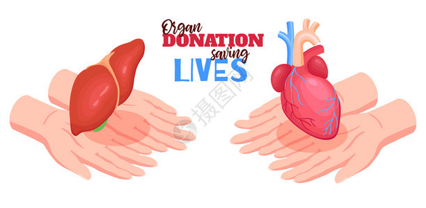 人体器官捐赠与心脏肝脏等距分离矢量图图片