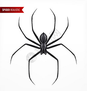 黑色蜘蛛写实构图与节肢动物昆虫的顶视图图像与文本空白背景矢量插图图片